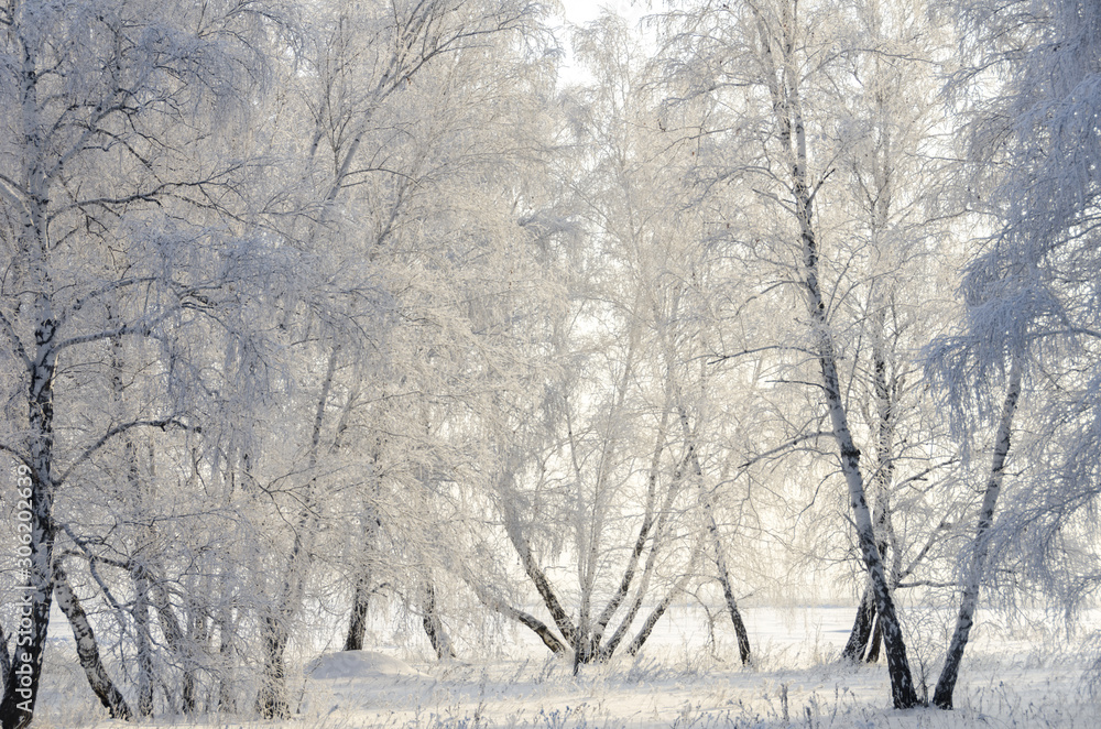 frasty trees in winter frasty trees in winter