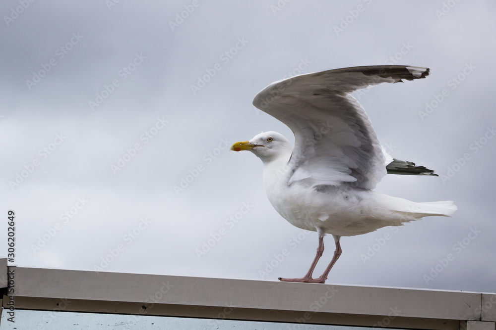 Seagull stood on seaside barrier ready to fly away in dover ferry terminal on a large ship vessel boat in front of the white cliffs wings spread wildlife yellow beak British. Seagull stood on seaside barrier ready to fly away in dover ferry terminal on a large ship vessel boat in front of the white cliffs wings spread wildlife yellow beak British.