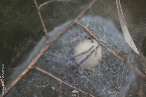 European Nursery Web Spider - Pisaura mirabilis