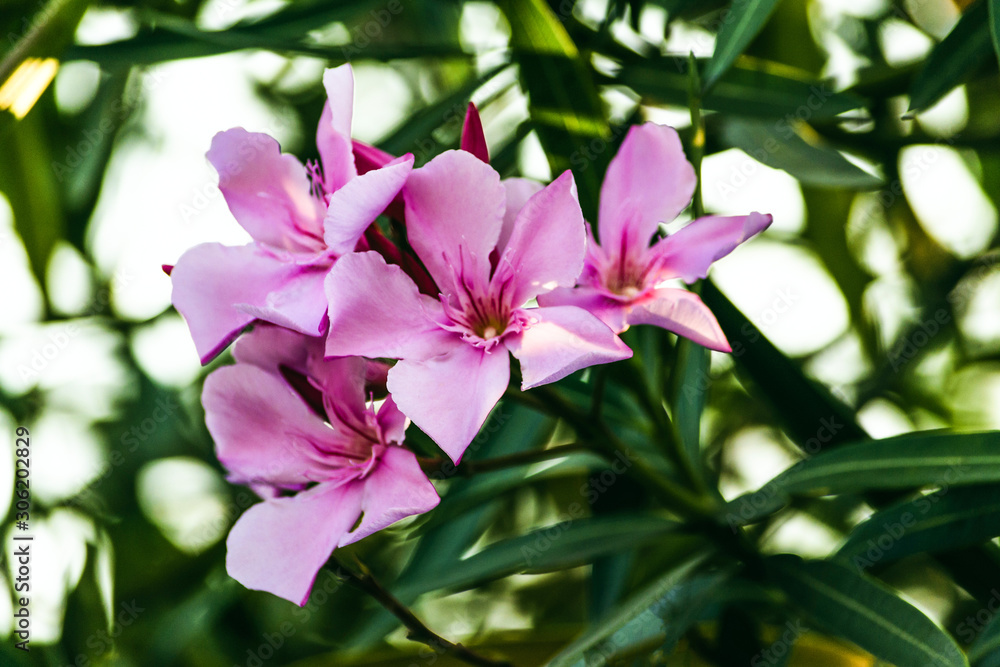 pink flower oleander close
