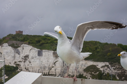 Seagull stood on seaside barrier ready to fly away in dover ferry terminal on a large ship vessel boat in front of the white cliffs wings spread wildlife yellow beak British.