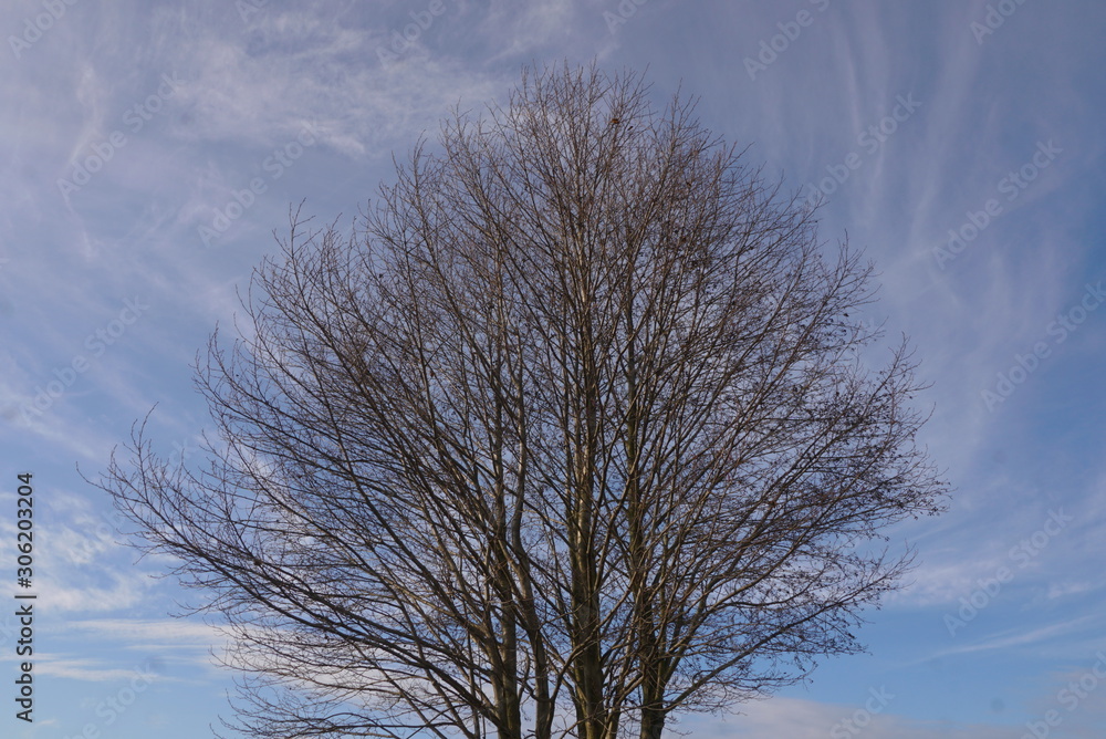 autumn tree without leaves on sky background autumn tree without leaves on sky background
