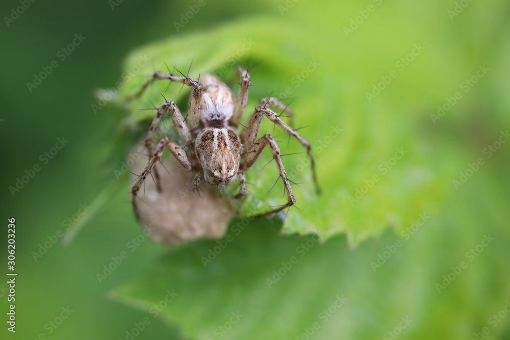 Lynx Spider - Oxyopes species Lynx Spider - Oxyopes species
