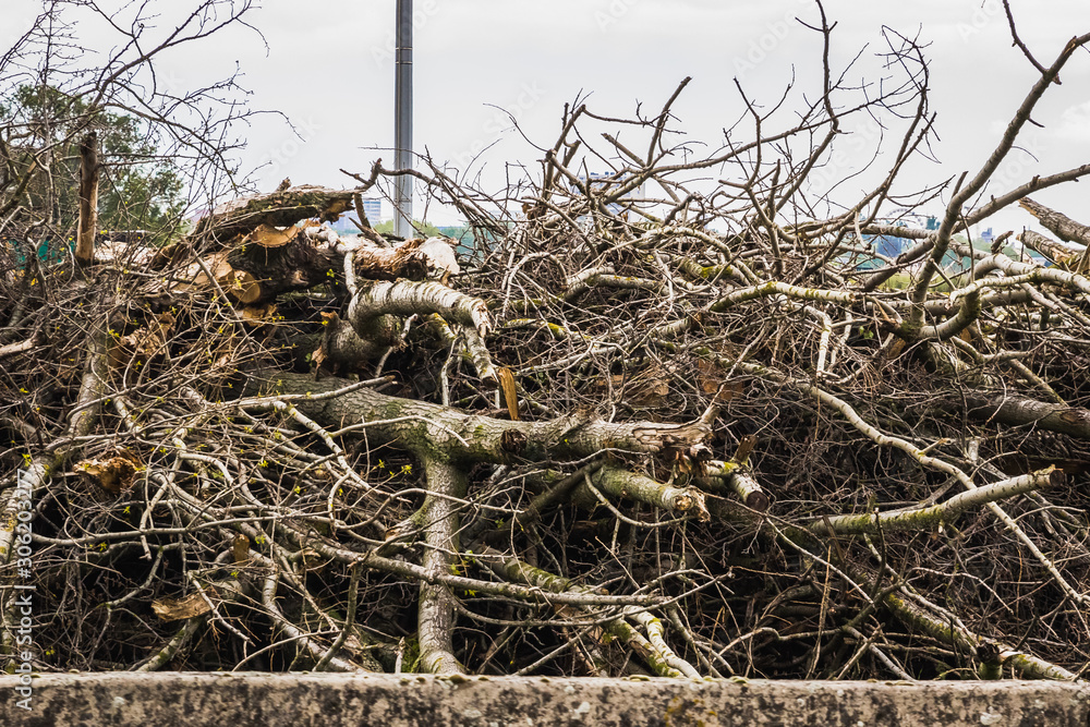 Obraz premium Bruges, Belgium Highway Full of Lorries Trucks artic arctic stand still traffic with deforestation pile of logs on the side of the motorway victim of growth ecological progression global warming