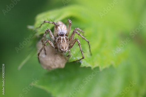 Lynx Spider - Oxyopes species