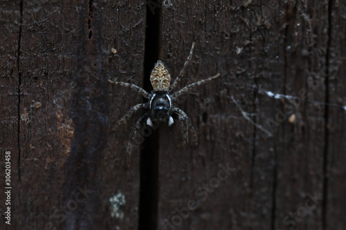 Принти на полотні Jumping Spider - Menemerus semilimbatus