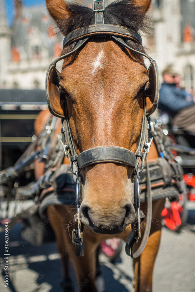 Horse in the market square with blinders blinkers on tourism in Belgium bruges europe european western brown light horse for transportation and entertainment of tourists animal cruelty