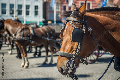 Horse in the market square with blinders blinkers on tourism in Belgium bruges europe european western brown light horse for transportation and entertainment of tourists animal cruelty photo