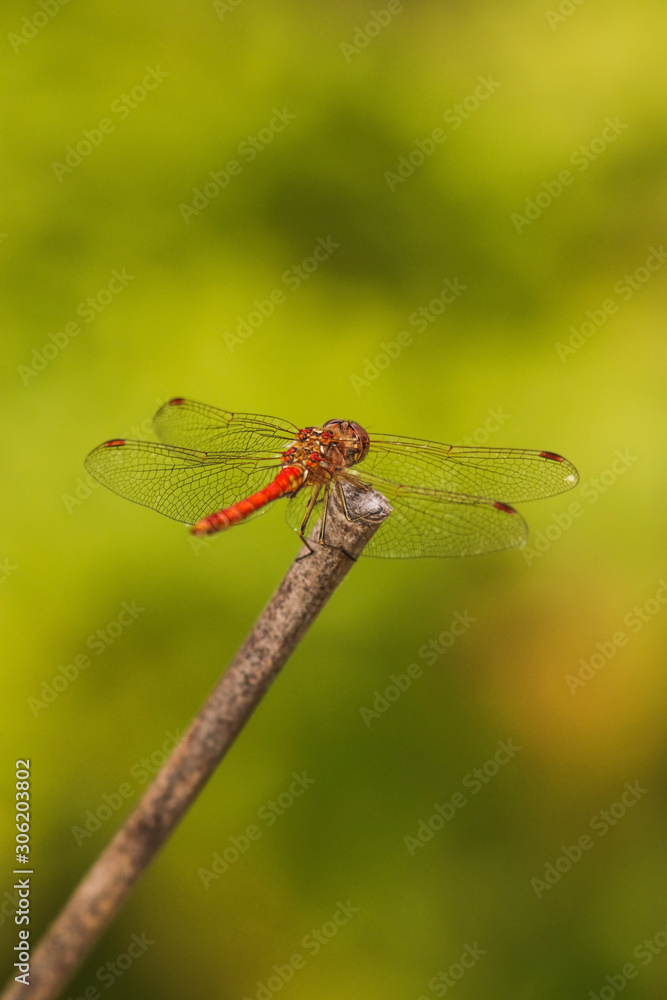 The ruddy darter (Sympetrum sanguineum) is a species of dragonfly of the family Libellulidae, Biesbosch National Park, The Netherlands The ruddy darter (Sympetrum sanguineum) is a species of dragonfly of the family Libellulidae, Biesbosch National Park, The Netherlands