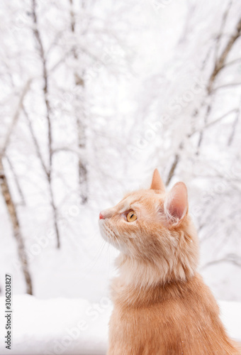 Red cat and snowy landscape outside the window