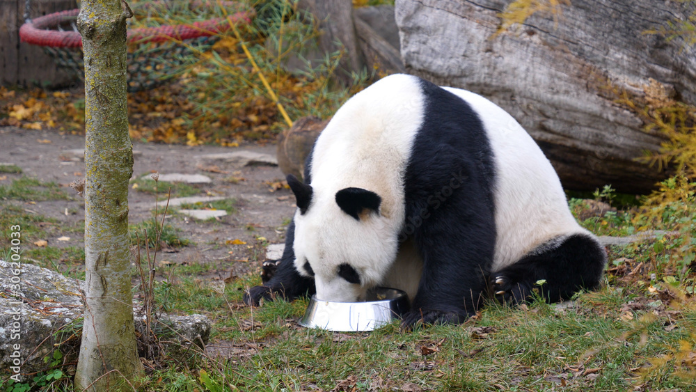 Naklejka premium Hungry giant panda bear eating bamboo