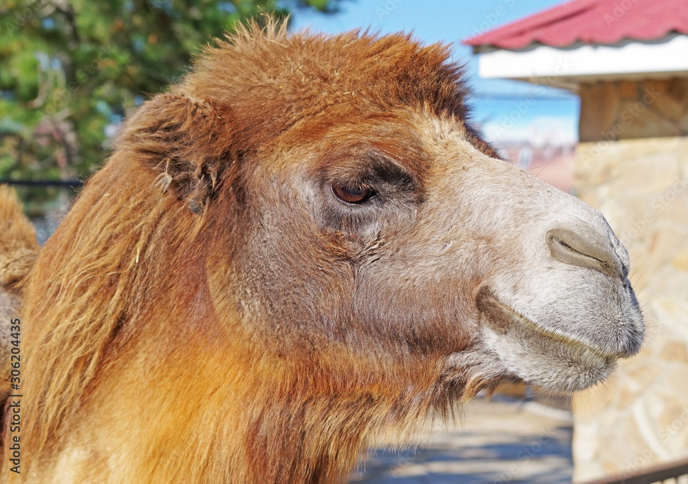 Obraz premium portrait of the beautiful camel in zoo