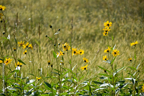 spring yellow wild flowers in a field