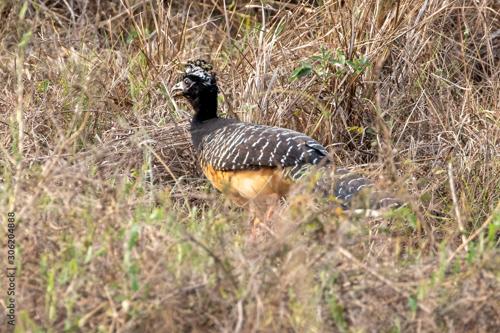 Ein Nacktgesichthokko Weibchen läuft über eine Wiese in der Seitenansicht