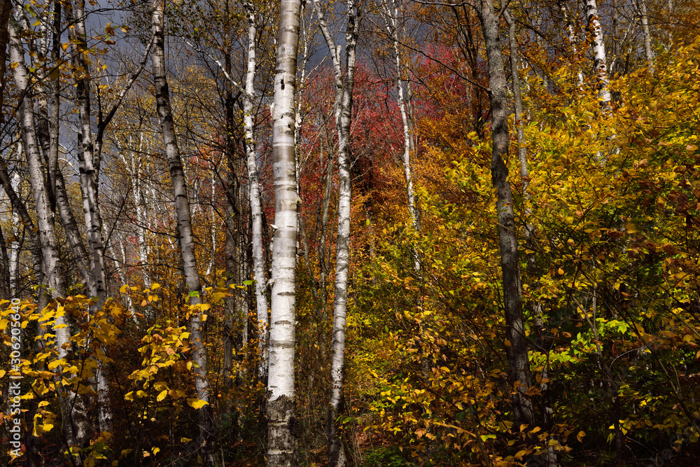 Birch trees and Fall foliage beside Kettle Pond at Spice mountain Groton State Forest Vermont