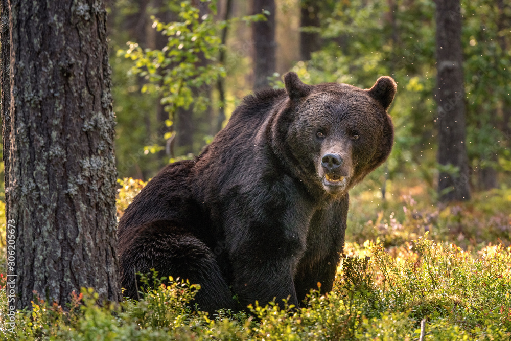 Adult Male of Brown bear in the pine forest. Scientific name: Ursus arctos. Natural habitat.