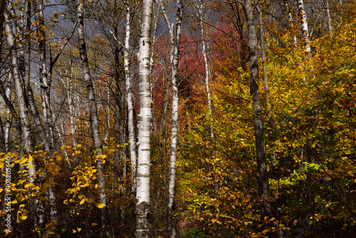 Fototapeta Naklejka Na Ścianę i Meble -  Birch trees and Fall foliage beside Kettle Pond at Spice mountain Groton State Forest Vermont