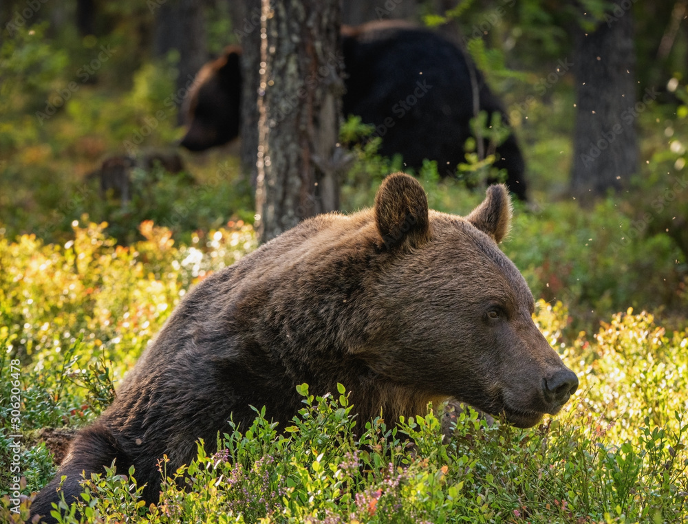 Fototapeta premium Adult Male of Brown bear in the pine forest. Scientific name: Ursus arctos. Natural habitat.
