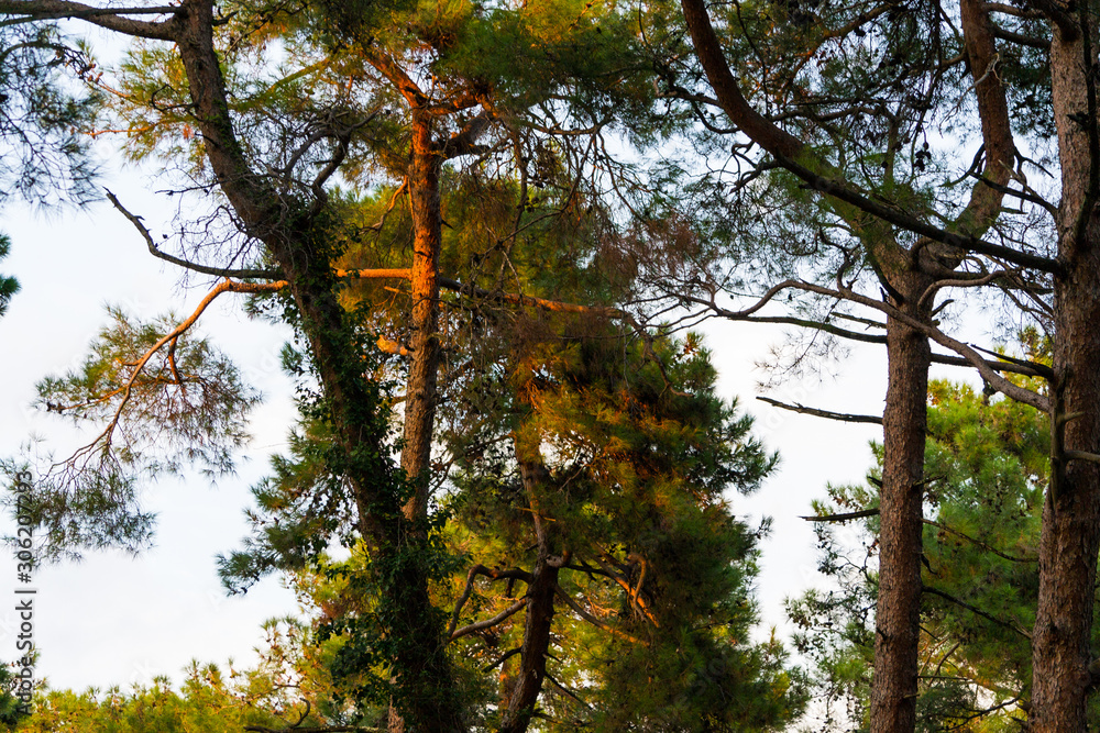 Obraz premium The background branches pine trees