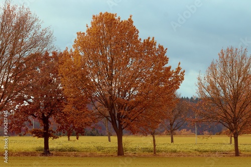 Eichen mit gelbem Laub im Herbst