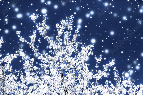 Photography Christmas, New Years blue floral background, holiday card design, flower tree an