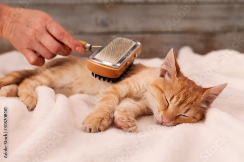 Young ginger kitten enjoy fur brushing