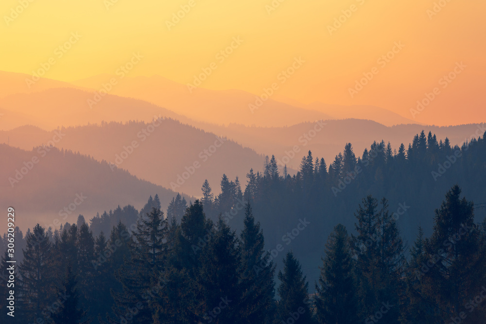Majestic autumn scenery of foggy valley at Carpathian mountain range at early morning sunrise. Beautiful tonal perspective with spruce trees covered mountains.