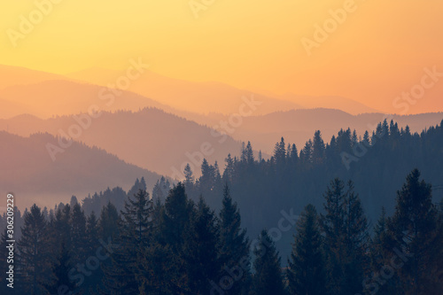 Majestic autumn scenery of foggy valley at Carpathian mountain range at early morning sunrise. Beautiful tonal perspective with spruce trees covered mountains. © stone36