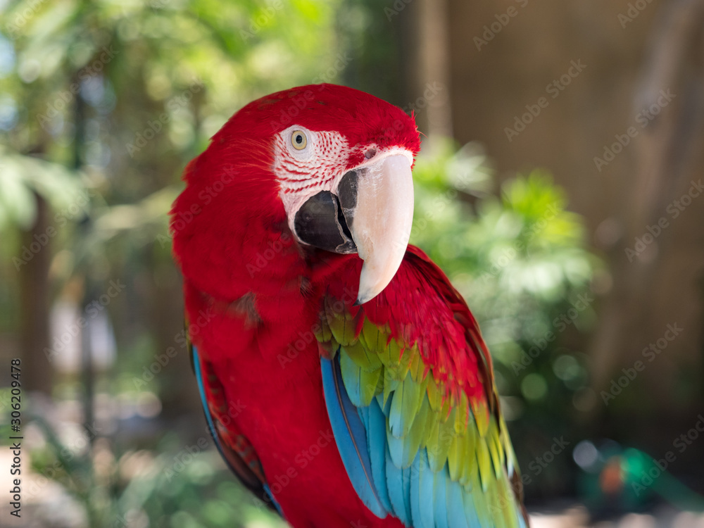 Indonesia, november 2019: Parrot ara is a genus of macaws, the green-winged macaw, also known as the red-and-green
