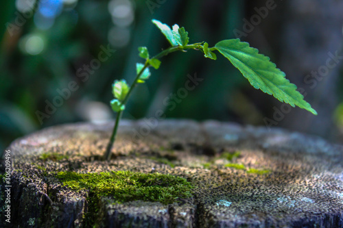 Cuadro en lienzo planta que crece sobre madera