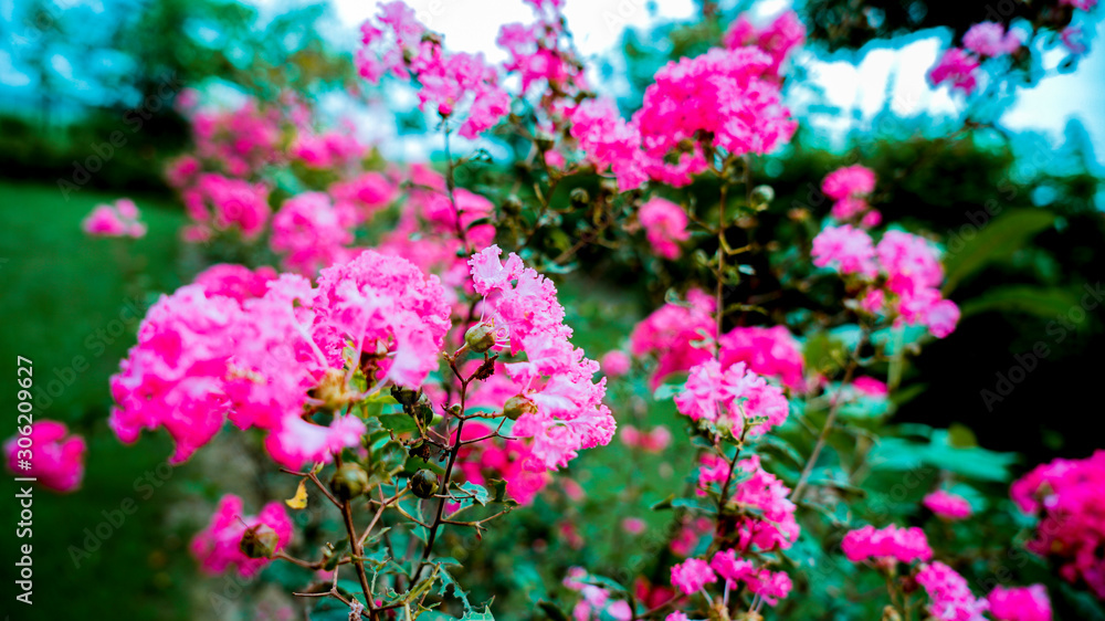 Obraz premium Flower