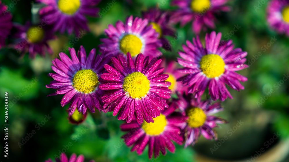 purple flowers in the garden purple flowers in the garden