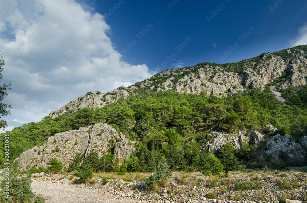 Mountains overgrown with coniferous forest