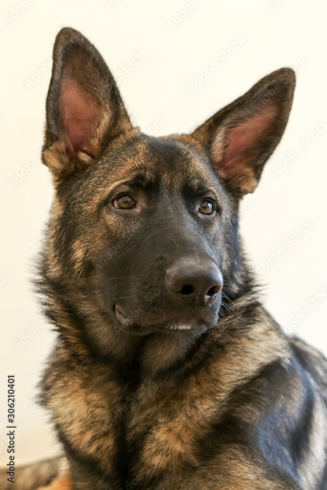 Portret Duiste herder pup van 6 maanden
