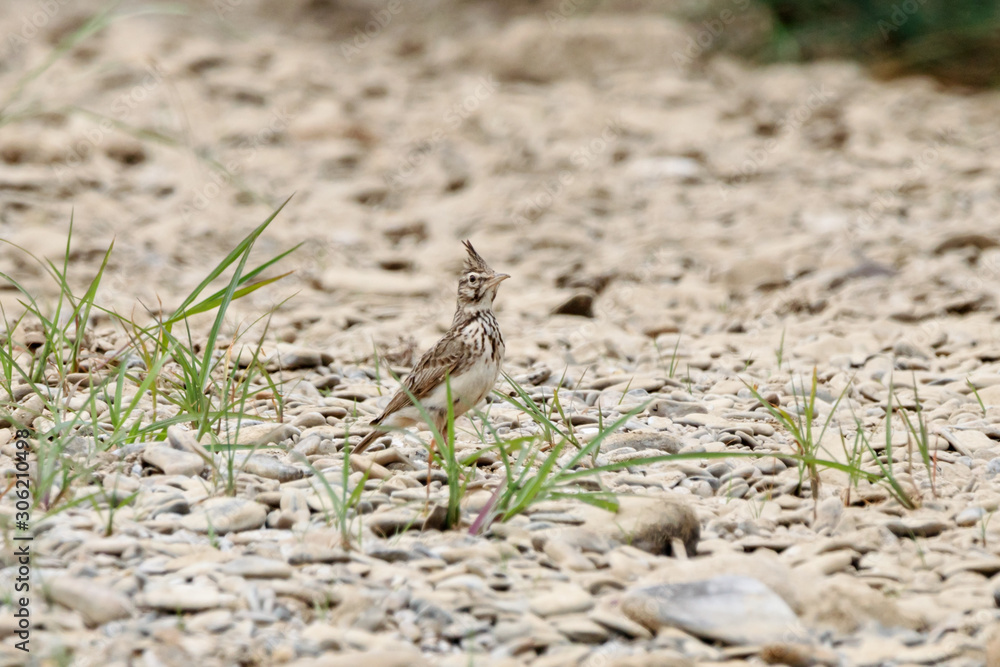 Crested lark galerida cristata standing on ground. Cute common south meadow songbird in wildlife. Crested lark galerida cristata standing on ground. Cute common south meadow songbird in wildlife.