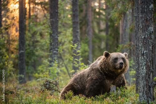 Big brown bear with backlit. Sunset forest in background. Adult Male of Brown bear in the summer forest. Scientific name: Ursus arctos. Natural habitat.