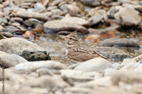Crested lark galerida cristata drinking water. Cute common south meadow songbird in wildlife.