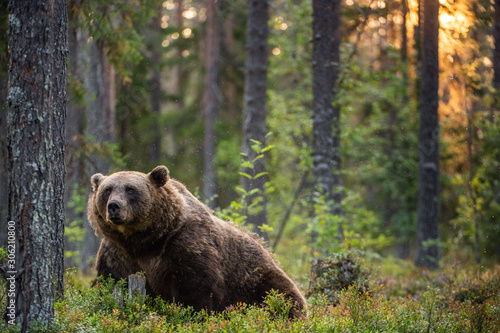 Big brown bear with backlit. Sunset forest in background. Adult Male of Brown bear in the summer forest. Scientific name: Ursus arctos. Natural habitat. © Uryadnikov Sergey
