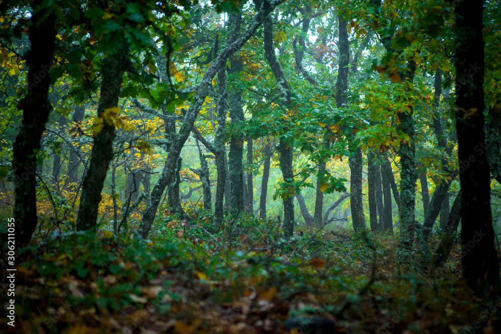 Fototapeta premium Forest in early spring with fog