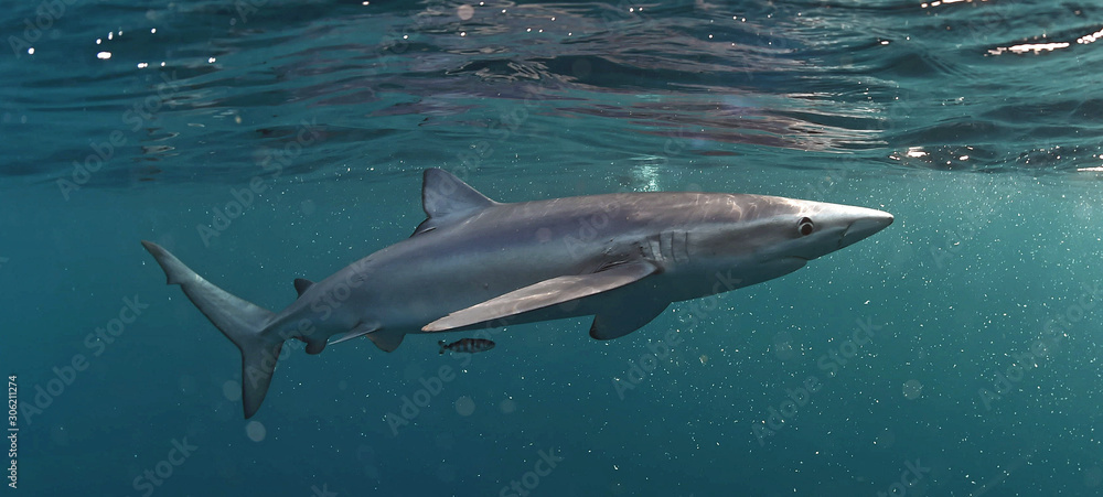 Obraz premium Blue shark swimming in the blue. Scientific name: Prionace glauca. Natural habitat. South Africa.