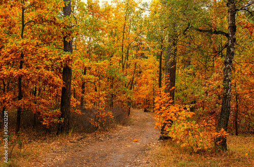 Autumn forest. The path meanders among the trees. Good weather. Beautiful autumn colors.