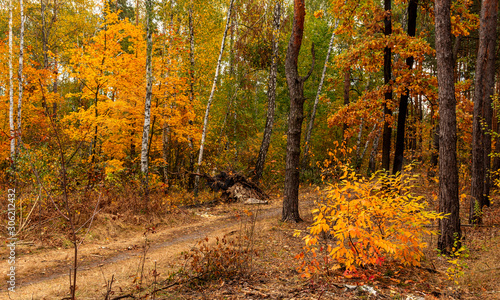 Autumn forest. The path meanders among the trees. Good weather. Beautiful autumn colors.