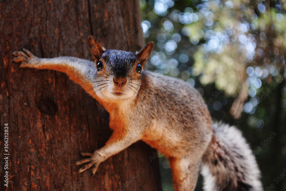 Squirrel Squirrel