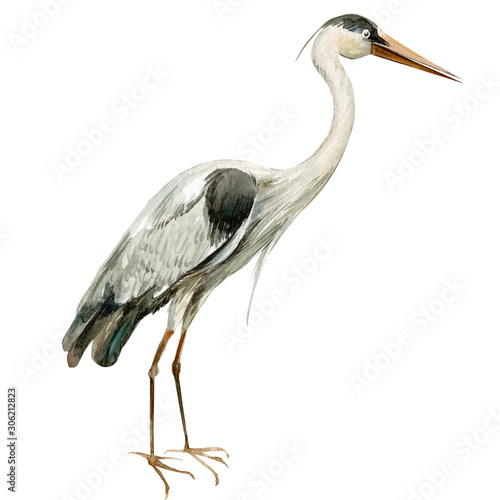 heron birds on isolated white background, watercolor illustration