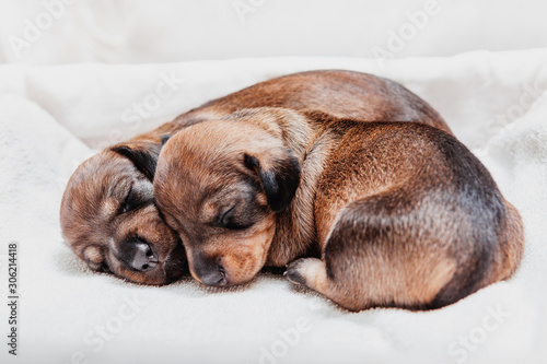 Two Baby Teckel Puppies Sleep Pacefully One Over The Other photo