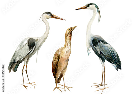 set birds bittern, heronon isolated white background, watercolor illustration