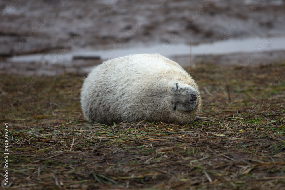 Naklejka premium baby seals laid on the grass