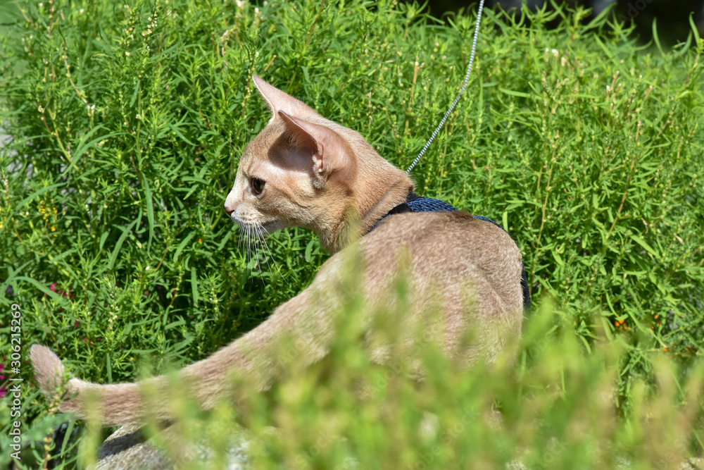 Young Abyssinian cat color Faun with a leash walking around the yard. Pets walking outdoors, adventures n the Park.