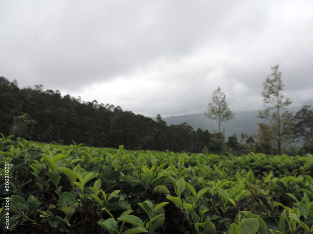 Fototapeta premium Tea Leaves