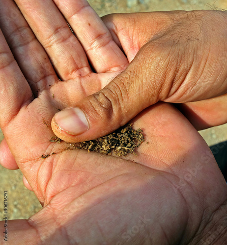 Foto close up of hands of a young indian boy with tobacco dust.